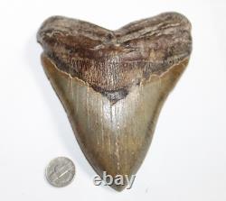 MEGALODON Shark Tooth Fossil Natural No Repair 5.94 HUGE COMMERCIAL GRADE