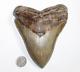 Megalodon Shark Tooth Fossil Natural No Repair 5.94 Huge Commercial Grade