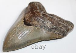 MEGALODON Shark Tooth Fossil Natural No Repair 5.94 HUGE COMMERCIAL GRADE