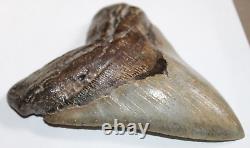 MEGALODON Shark Tooth Fossil Natural No Repair 5.94 HUGE COMMERCIAL GRADE