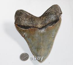 MEGALODON Shark Tooth Fossil Natural No Repair 5.94 HUGE COMMERCIAL GRADE