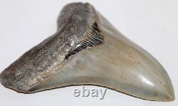 MEGALODON Shark Tooth Fossil No Repair 4.77 HUGE COMMERCIAL/MUSEUM GRADE