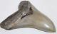Megalodon Shark Tooth Fossil No Repair 4.77 Huge Commercial/museum Grade