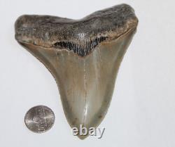 MEGALODON Shark Tooth Fossil No Repair 4.77 HUGE COMMERCIAL/MUSEUM GRADE