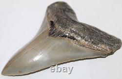 MEGALODON Shark Tooth Fossil No Repair 4.77 HUGE COMMERCIAL/MUSEUM GRADE