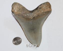 MEGALODON Shark Tooth Fossil No Repair 4.77 HUGE COMMERCIAL/MUSEUM GRADE