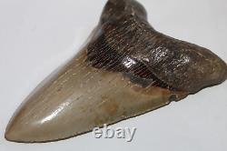MEGALODON Shark Tooth Fossil No Repair 5.30 HUGE COMMERCIAL/MUSEUM GRADE