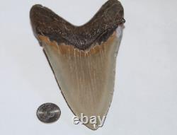 MEGALODON Shark Tooth Fossil No Repair 5.30 HUGE COMMERCIAL/MUSEUM GRADE