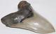Megalodon Shark Tooth Fossil No Repair 5.32 Huge Commercial/museum Grade