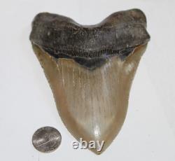MEGALODON Shark Tooth Fossil No Repair 5.32 HUGE COMMERCIAL/MUSEUM GRADE