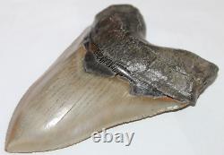 MEGALODON Shark Tooth Fossil No Repair 5.32 HUGE COMMERCIAL/MUSEUM GRADE