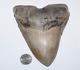 Megalodon Shark Tooth Fossil No Repair 5.80 Huge Commercial Grade