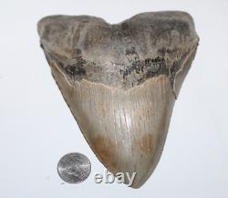 MEGALODON Shark Tooth Fossil No Repair 5.80 HUGE COMMERCIAL GRADE