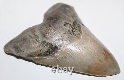 MEGALODON Shark Tooth Fossil No Repair 5.80 HUGE COMMERCIAL GRADE