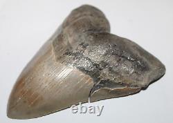 MEGALODON Shark Tooth Fossil No Repair 5.80 HUGE COMMERCIAL GRADE