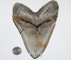 MEGALODON Shark Tooth Fossil No Repair 5.80 HUGE COMMERCIAL GRADE