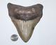 Megalodon Shark Tooth Fossil No Repair 5.83 Huge Very Thick Beautiful Tooth