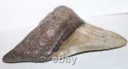 MEGALODON Shark Tooth Fossil No Repair 5.83 HUGE VERY THICK BEAUTIFUL TOOTH