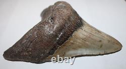 MEGALODON Shark Tooth Fossil No Repair 5.83 HUGE VERY THICK BEAUTIFUL TOOTH