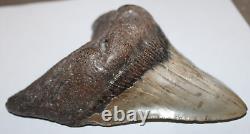 MEGALODON Shark Tooth Fossil No Repair 5.83 HUGE VERY THICK BEAUTIFUL TOOTH