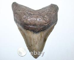 MEGALODON Shark Tooth Fossil No Repair 5.83 HUGE VERY THICK BEAUTIFUL TOOTH