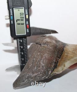 MEGALODON Shark Tooth Fossil No Repair 5.83 HUGE VERY THICK BEAUTIFUL TOOTH