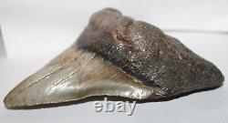 MEGALODON Shark Tooth Fossil No Repair 5.83 HUGE VERY THICK BEAUTIFUL TOOTH