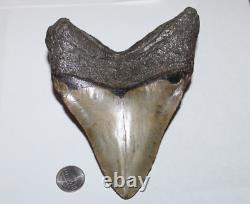 MEGALODON Shark Tooth Fossil No Repair 5.83 HUGE VERY THICK BEAUTIFUL TOOTH