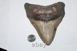 MEGALODON Shark Tooth Fossil No Repair 5.83 HUGE VERY THICK BEAUTIFUL TOOTH