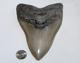 Megalodon Shark Tooth Fossil No Repair 5.89 Huge Commercial/museum Grade