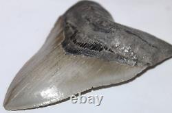 MEGALODON Shark Tooth Fossil No Repair 5.89 HUGE COMMERCIAL/MUSEUM GRADE