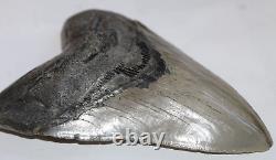 MEGALODON Shark Tooth Fossil No Repair 5.89 HUGE COMMERCIAL/MUSEUM GRADE