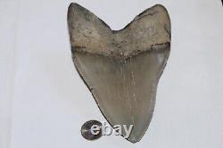 MEGALODON Shark Tooth Fossil No Repair 5.89 HUGE COMMERCIAL/MUSEUM GRADE