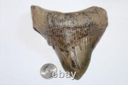 MEGALODON Shark Tooth Fossil No Repair Natural 4.80 HUGE RARE DEFORMED TOOTH