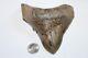 Megalodon Shark Tooth Fossil No Repair Natural 4.80 Huge Rare Deformed Tooth