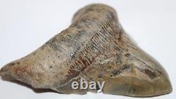 MEGALODON Shark Tooth Fossil No Repair Natural 4.80 HUGE RARE DEFORMED TOOTH
