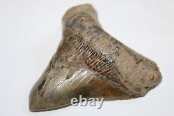 MEGALODON Shark Tooth Fossil No Repair Natural 4.80 HUGE RARE DEFORMED TOOTH