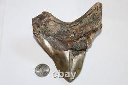 MEGALODON Shark Tooth Fossil No Repair Natural 4.80 HUGE RARE DEFORMED TOOTH