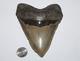 Megalodon Shark Tooth Fossil No Repair Natural 5.18 Huge Commercial Grade
