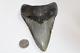 Megalodon Shark Tooth Fossil No Repair Natural 5.22 Huge Commercial Grade