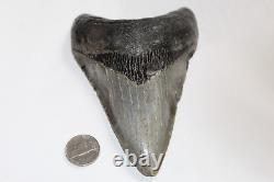 MEGALODON Shark Tooth Fossil No Repair Natural 5.22 HUGE COMMERCIAL GRADE