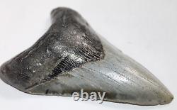 MEGALODON Shark Tooth Fossil No Repair Natural 5.22 HUGE COMMERCIAL GRADE