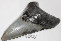 MEGALODON Shark Tooth Fossil No Repair Natural 5.22 HUGE COMMERCIAL GRADE