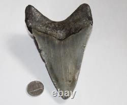 MEGALODON Shark Tooth Fossil No Repair Natural 5.22 HUGE COMMERCIAL GRADE