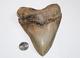 Megalodon Shark Tooth Fossil No Repair Natural 5.62 Huge Museum Quality