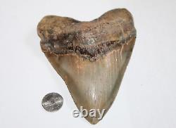 MEGALODON Shark Tooth Fossil No Repair Natural 5.62 HUGE MUSEUM QUALITY