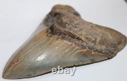 MEGALODON Shark Tooth Fossil No Repair Natural 5.62 HUGE MUSEUM QUALITY