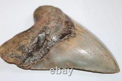 MEGALODON Shark Tooth Fossil No Repair Natural 5.62 HUGE MUSEUM QUALITY