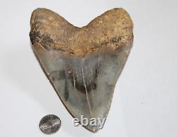 MEGALODON Shark Tooth Fossil No Repair Natural 5.62 HUGE MUSEUM QUALITY