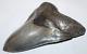 Megalodon Shark Tooth Fossil No Repair Natural 5.63 Huge Museum Quality